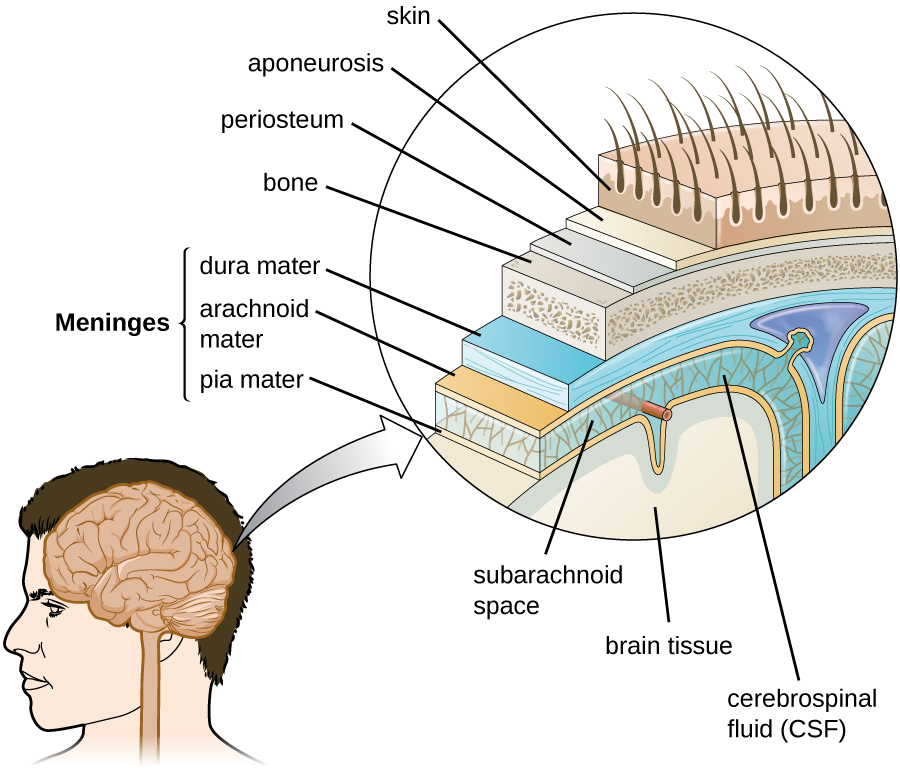Diagram of layers around the brain. The pia mater is a thin covering that is on the surface of the brain. Around that is cerebrospinal fluid (CSF), a region that contains blood vessels. The arachnoid maintains this space. The dura mater is the next layer out and is thick. These three layers (dura mater, arachnoid, and pia mater) make up the meninges. The next layer out is bone. The next layer is a thn periosteum, then a thin aponeurosis, and finally skin.