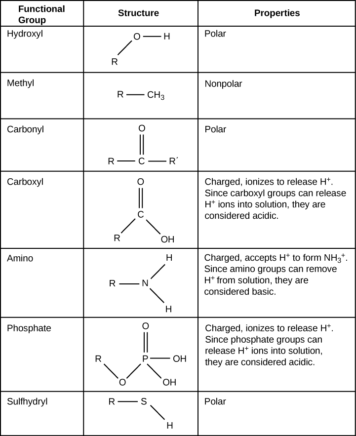 A tabela mostra a estrutura e as propriedades dos diferentes grupos funcionais. Os grupos hidroxila, que consistem em OH ligado a uma cadeia de carbono, são polares. Os grupos metil, que consistem em três hidrogênios ligados a uma cadeia de carbono, são apolares. Os grupos carbonila, que consistem em um oxigênio duplo ligado a um carbono no meio de uma cadeia de hidrocarbonetos, são polares. Os grupos carboxila, que consistem em um carbono com uma ligação dupla de oxigênio e um grupo OH ligado a uma cadeia de carbono, são capazes de ionizar, liberando íons H+ em solução. Os grupos carboxila são considerados ácidos. Os grupos amino, que consistem em dois hidrogênios ligados a um nitrogênio, são capazes de aceitar íons H+ da solução, formando H3+. Os grupos amino são considerados básicos. Os grupos fosfato consistem em um fósforo com um oxigênio de ligação dupla e dois grupos OH. Outro oxigênio forma uma ligação do fósforo a uma cadeia de carbono. Ambos os grupos OH no fósforo podem perder um íon H+, e os grupos fosfato são considerados ácidos.