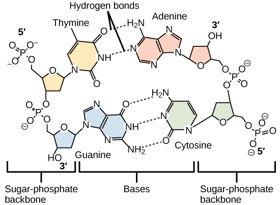 تُظهر النماذج الجزيئية الترابط الهيدروجيني بين الثايمين والأدينين، وبين السيتوزين والجيوانين. قواعد الحمض النووي الأربعة هذه عبارة عن جزيئات عضوية تحتوي على الكربون والنيتروجين والأكسجين والهيدروجين في الهياكل الحلقية المعقدة. الروابط الهيدروجينية بين القواعد تجمعها معًا.