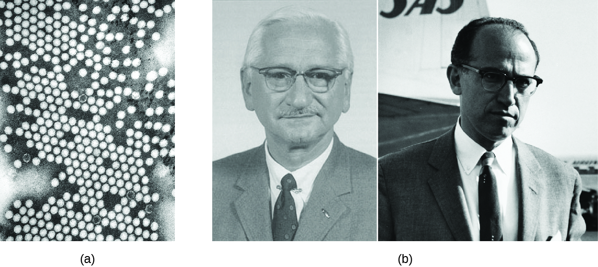 a) Micrograph of many circles. B) Photos of Albert Sabin and Jonas Salk.