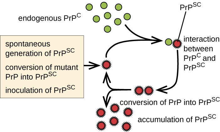 Endogenous PRPC kuingiliana na toleo mutant PRPSc. Hii waongofu PPC katika PRPC. Hii inasababisha mkusanyiko wa PRPSC. Kila PRPSC inaweza kubadilisha PRPC zaidi. Chaguo ni: kizazi cha pekee cha PRPSC, mazungumzo ya PRP mutant katika PRPSC, na inoculation ya PRPSC.