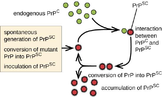 Endogenous PrPC interacts with mutant version PrPSC. This converts PrPC inot PrPSC. This leads to an accumulation of PRPSC. Each PRPSC can convert more PRPC. The options are: spontaneous generation of PRPSC, conversation of mutant PRP into PRPSC, and inoculation of PRPSC.