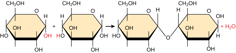 É mostrada a reação de dois monômeros de glicose para formar maltose. Quando a maltose é formada, uma molécula de água é liberada.