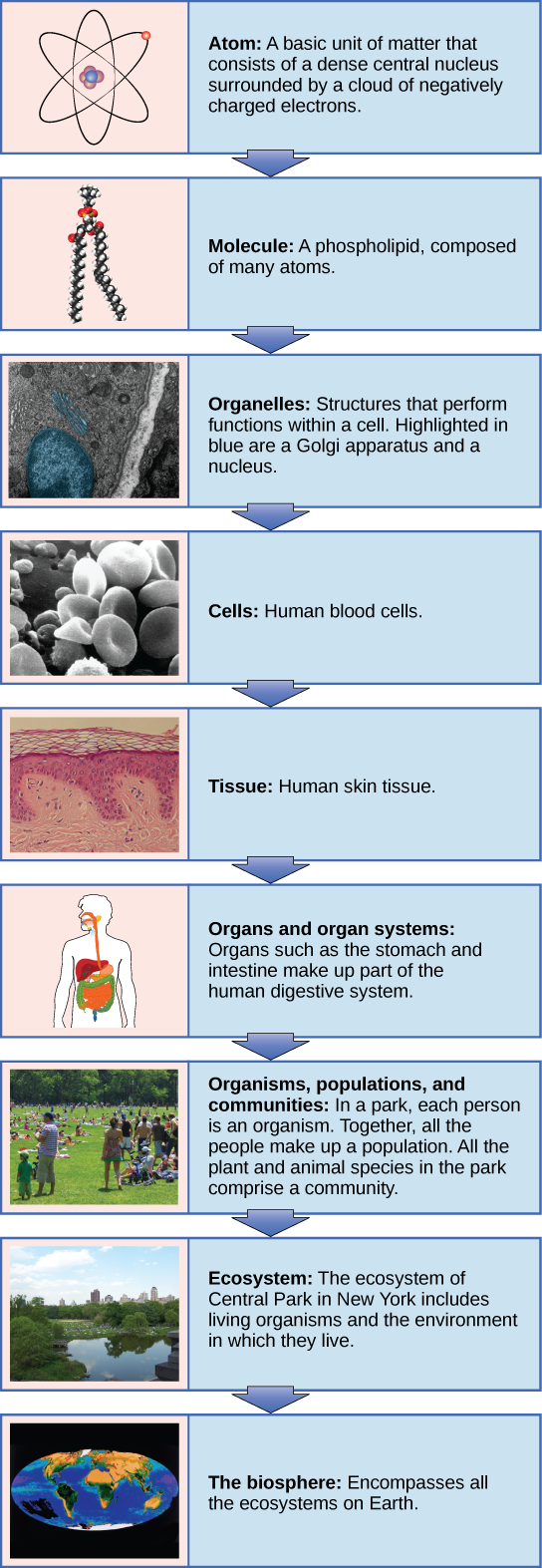 Un diagrama de flujo muestra la jerarquía de los organismos vivos. De menor a mayor, esta jerarquía incluye: 1 Un átomo, con protones, neutrones y electrones. 2 Moléculas como el fosfolípido mostrado, compuesto por átomos. 3 Organelos, como el aparato de Golgi y núcleos, que existen dentro de las células. 4 Células, como un glóbulo rojo. 5 Tejidos, como el tejido cutáneo humano. 6 Órganos como el estómago y el intestino conforman el sistema digestivo humano, ejemplo de un sistema de órganos. 7 Organismos, poblaciones y comunidades. En un parque, cada persona es un organismo. En conjunto, toda la gente forma una población. Todas las especies vegetales y animales del parque comprenden una comunidad. 8 Ecosistemas: El ecosistema de Central Park en Nueva York incluye los organismos vivos y el ambiente en el que viven. 9 La biosfera: abarca todos los ecosistemas de la Tierra.