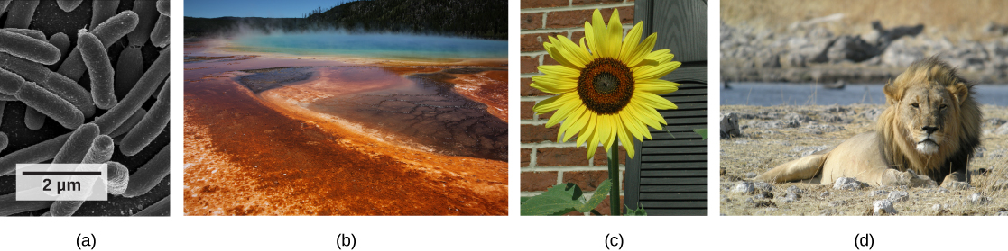 Fotos representan: A: células bacterianas. B: un respiradero caliente natural. C: un girasol. D: un león.