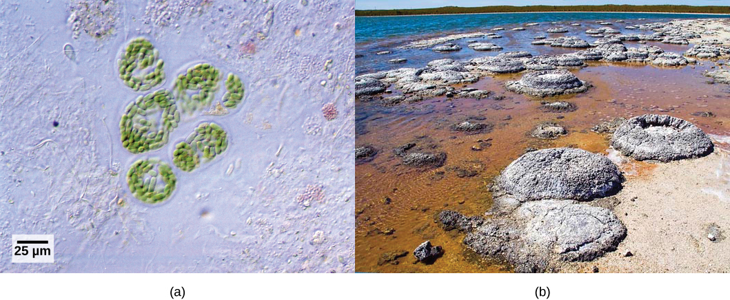 La foto A representa colonias redondas de algas verdeazuladas. La foto B representa estructuras fósiles redondas llamadas estromatalitas a lo largo de una costa acuosa.