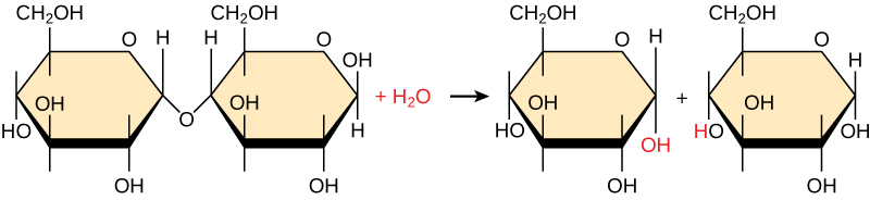 يظهر تكسير المالتوز لتكوين اثنين من مونومرات الجلوكوز. الماء عبارة عن مادة متفاعلة.