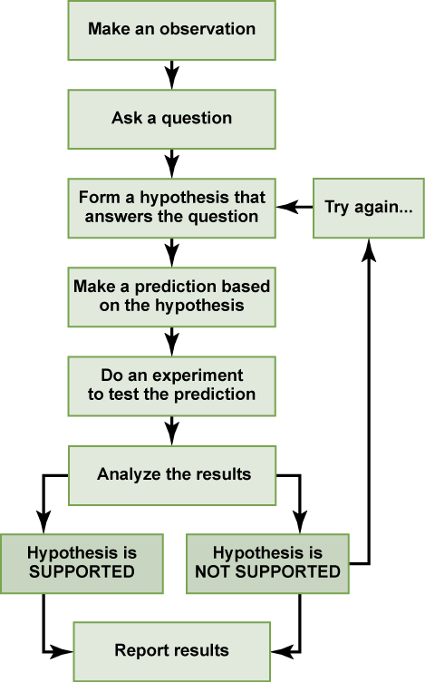 Un diagrama de flujo muestra los pasos en el método científico. En el paso 1, se hace una observación. En el paso 2, se hace una pregunta sobre la observación. En el paso 3, se propone una respuesta a la pregunta, llamada hipótesis. En el paso 4, se realiza una predicción basada en la hipótesis. En el paso 5, se realiza un experimento para probar la predicción. En el paso 6, se analizan los resultados para determinar si se sustenta o no la hipótesis. Si no se sustenta la hipótesis, se hace otra hipótesis. En cualquier caso, se reportan los resultados.