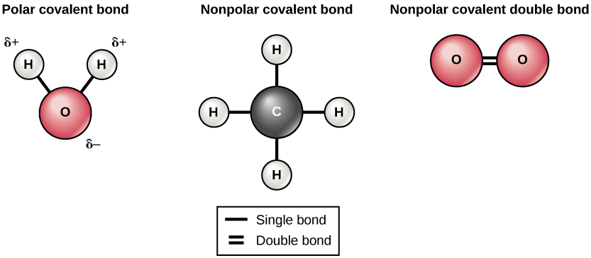 Diagrama que representa enlaces covalentes polares y no polares
