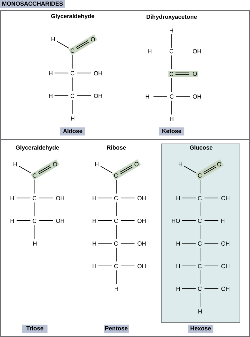 Les structures moléculaires du glycéraldéhyde, un aldose, et de la dihydroxyacétone, un cétose, sont présentées. Les deux sucres ont un squelette à trois carbones. Le glycéraldéhyde possède un groupe carbonyle (c à double liaison avec O) à une extrémité de la chaîne carbonée et des groupes hydroxyle (OH) attachés aux autres carbones. La dihydroxyacétone possède un groupe carbonyle au milieu de la chaîne et des groupes alcools à chaque extrémité. Les structures moléculaires des formes linéaires du ribose, un pentose, et du glucose, un hexose, sont également présentées. Le ribose et le glucose sont tous deux des aldoses comportant un groupe carbonyle à l'extrémité de la chaîne et des groupes hydroxyles attachés aux autres carbones.
