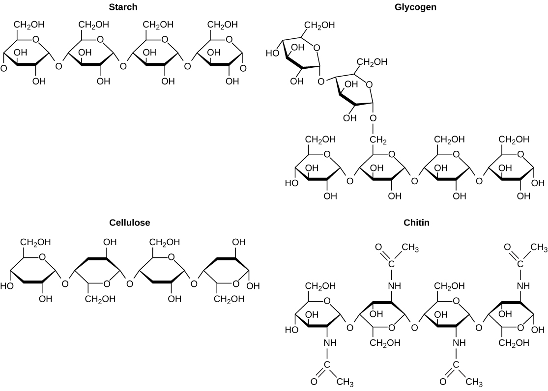 Estructuras químicas de almidón, glucógeno, celulosa y quitina.