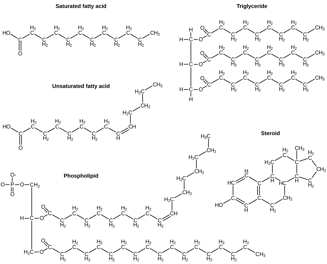 Imágenes de las estructuras moleculares de un ácido graso saturado, ácido graso insaturado, triglicérido, esteroide y fosfolípido.