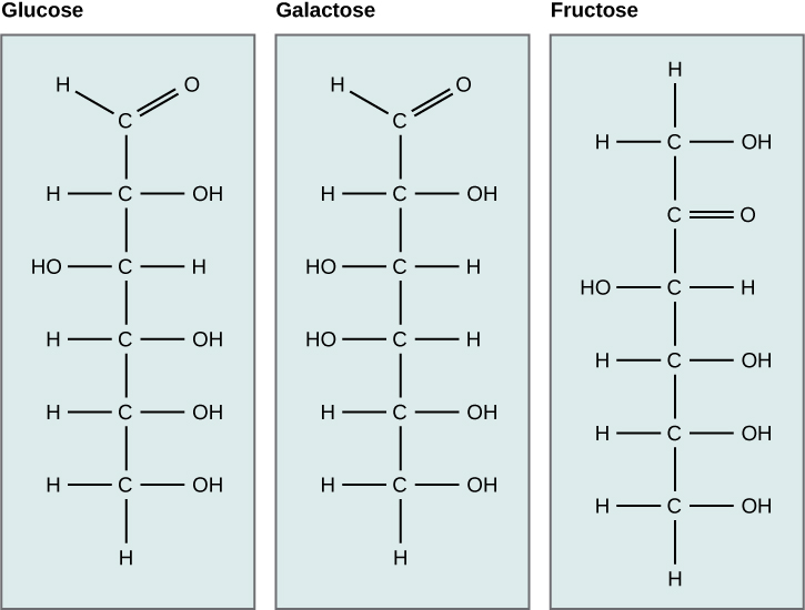 Les structures moléculaires des formes linéaires du glucose, du galactose et du fructose sont présentées. Le glucose et le galactose sont tous deux des aldoses avec un groupe carbonyle (carbone à double liaison avec l'oxygène) à une extrémité de la molécule. Un groupe hydroxyle (OH) est attaché à chacun des autres résidus. Dans le glucose, le groupe hydroxyle attaché au deuxième carbone se trouve du côté gauche de la structure moléculaire et tous les autres groupes hydroxyle se trouvent du côté droit. Dans le galactose, les groupes hydroxyles attachés aux troisième et quatrième carbones se trouvent à gauche, et les groupes hydroxyles attachés aux deuxième, cinquième et sixième carbones sont à droite. Le fructose est un cétose dont le C est doublement lié à O au niveau du deuxième carbone. Tous les autres carbones sont associés à des groupes hydroxyles. Le groupe hydroxyle associé au troisième carbone se trouve à gauche et tous les autres groupes hydroxyle sont à droite.