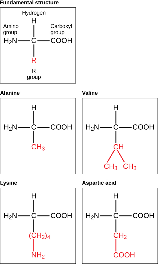 Se muestra la estructura molecular fundamental de un aminoácido. También se muestran las estructuras moleculares de alanina, valina, lisina y ácido aspártico, que varían solo en la estructura del grupo R