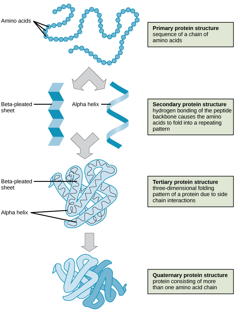 Cuatro tipos de estructura proteica