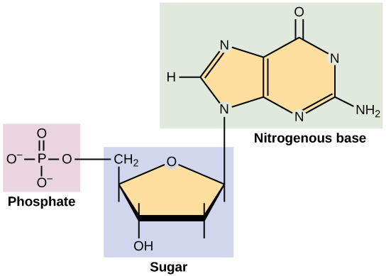 Estructura de un nucleótido.