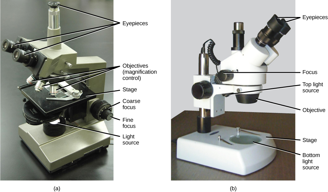 Parte a: Este microscopio óptico tiene lentes binoculares y tres lentes de objetivo. La etapa de muestra está directamente debajo de la lente objetivo. El microscopio óptico se asienta sobre una mesa. Parte b: El microscopio de disección tiene oculares binoculares, una lente objetivo y fuentes de luz tanto por encima como por debajo de la etapa de muestra. Hay espacio en el escenario para un espécimen tridimensional.