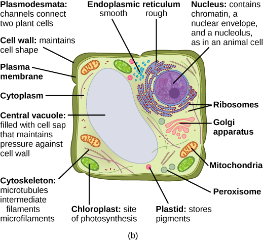 Parte b: Esta ilustración representa una célula vegetal eucariota típica. El núcleo de una célula vegetal contiene cromatina y un nucleolo, lo mismo que en una célula animal. Otras estructuras que una célula vegetal tiene en común con una célula animal incluyen ER rugosa y lisa, el aparato de Golgi, mitocondrias, peroxisomas y ribosomas. El líquido dentro de la célula vegetal se llama citoplasma, al igual que en una célula animal. La célula vegetal tiene tres de los cuatro componentes citoesqueléticos que se encuentran en las células animales: microtúbulos, filamentos intermedios y microfilamentos. Las células vegetales no tienen centrosomas. Las plantas tienen cinco estructuras no encontradas en células animales: plasmodesmas, cloroplastos, plastidios, una vacuola central y una pared celular. Los plasmodesmas forman canales entre las células vegetales adyacentes. Los cloroplastos son responsables de la fotosíntesis; tienen una membrana externa, una membrana interna y una pila de membranas dentro de la membrana interna. La vacuola central es una estructura muy grande, llena de fluido que mantiene la presión contra la pared celular. Los plastidios almacenan pigmentos. La pared celular se localiza fuera de la membrana celular.