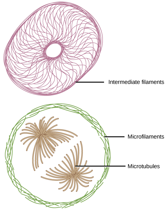 Los microfilamentos revisten el interior de la membrana plasmática, mientras que los microfilamentos irradian desde el centro de la célula. Los filamentos intermedios forman una red a lo largo de la celda que mantiene orgánulos en su lugar.