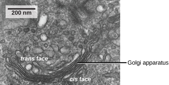 En esta micrografía electrónica de transmisión, el aparato de Golgi aparece como una pila de membranas rodeadas de orgánulos sin nombre.