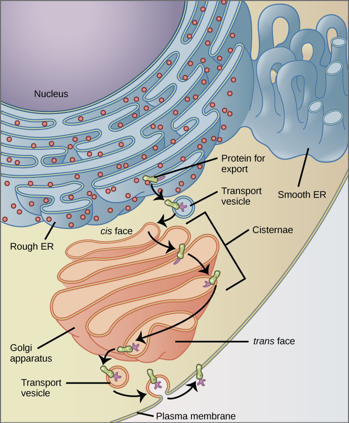 Esta figura muestra el núcleo, el RE rugoso, el aparato de Golgi, las vesículas y la membrana plasmática. El lado derecho de la ER rugosa se muestra con una proteína de membrana integral incrustada en ella. La parte de la proteína que mira hacia el interior de la sala de urgencias tiene un carbohidrato adherido a ella. La proteína se muestra dejando el RE en una vesícula que se fusiona con la cara cis del aparato de Golgi. El aparato de Golgi consta de varias capas de membranas, llamadas cisternas. A medida que la proteína pasa por las cisternas, se modifica aún más por la adición de más carbohidratos. Finalmente, deja la cara trans del Golgi en una vesícula. La vesícula se fusiona con la membrana celular de manera que el carbohidrato que estaba en el interior de la vesícula se enfrenta al exterior de la membrana. Al mismo tiempo, el contenido de la vesícula se libera de la célula.