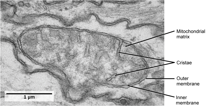 Esta micrografía electrónica de transmisión de una mitocondria muestra una membrana ovalada, externa y una membrana interna con muchos pliegues llamada cristae. Dentro de la membrana interna se encuentra un espacio llamado matriz mitocondrial.