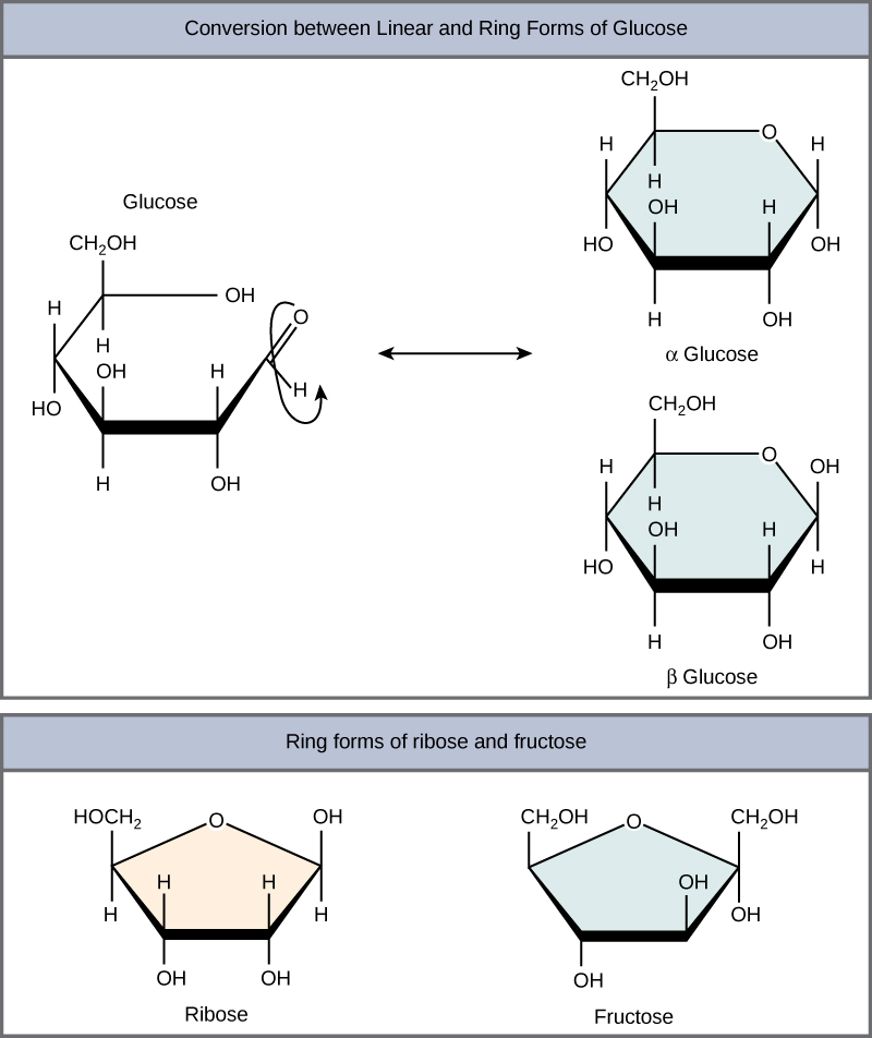 The conversion of glucose between linear and ring forms is shown. The glucose ring has five carbons and an oxygen. In alpha glucose, the first hydroxyl group is locked in a down position, and in beta glucose, the ring is locked in an up position. Structures for ring forms of ribose and fructose are also shown. Both sugars have a ring with four carbons and an oxygen.