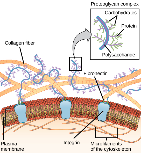 Esta ilustración muestra la membrana plasmática. Incrustadas en la membrana plasmática hay proteínas integrales de membrana llamadas integrinas. En el exterior de la célula se encuentra una vasta red de fibras de colágeno, las cuales se unen a las integrinas a través de una proteína llamada fibronectina. Los complejos de proteoglicanos también se extienden desde la membrana plasmática hasta la matriz extracelular. Una vista magnificada muestra que cada complejo de proteoglicano está compuesto por un núcleo de polisacárido. Las proteínas se ramifican de este núcleo y los carbohidratos se ramifican de las proteínas. El interior de la membrana citoplasmática está revestido con microfilamentos del citoesqueleto.