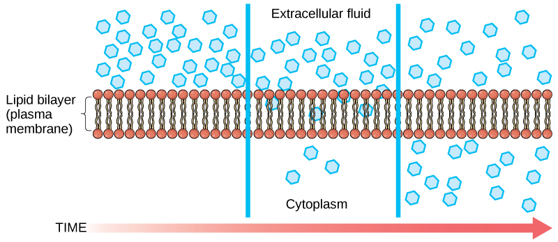 La parte izquierda de esta ilustración muestra una sustancia en un lado de una membrana solamente. La parte media muestra que, después de algún tiempo, parte de la sustancia se ha difundido a través de la membrana plasmática. La parte derecha muestra que, después de más tiempo, una cantidad igual de la sustancia está a cada lado de la membrana.