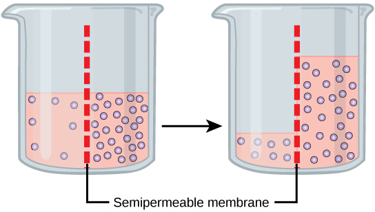 Two beakers are shown, each divided into left and right halves by a semipermeable membrane. The first beaker has the same amount of water on both sides, but more solute in the water on the right side of the membrane and less solute in the water on the left side. In the second beaker, the water has moved from the left side of the membrane to the right side, making the solute concentration the same on both sides, but the water level much lower on the left side.