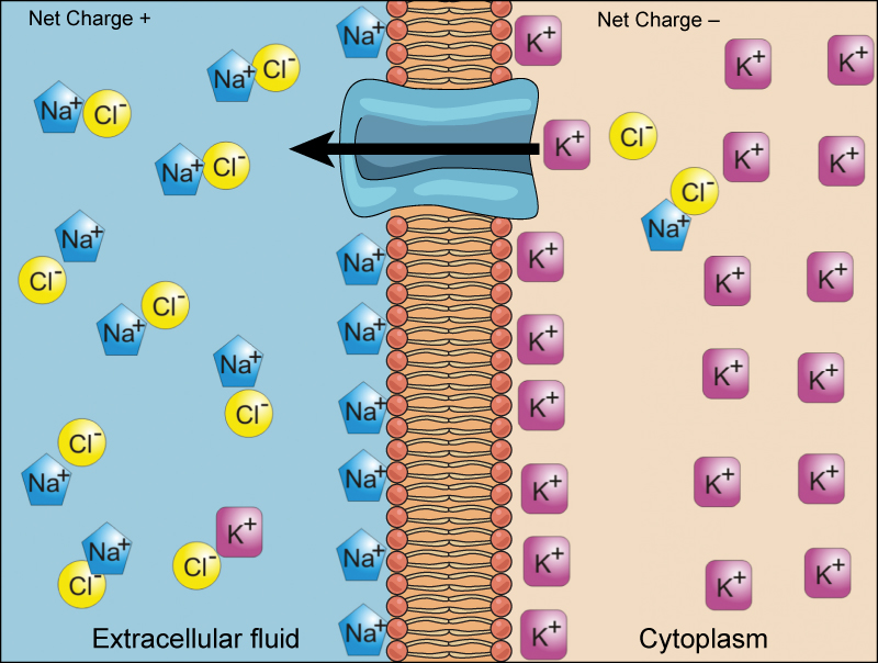 A cell membrane is shown with a protein channel that allows passage of ions into and out of the cell. The cytoplasm has a higher concentration of potassium, and the extracellular fluid has a higher concentration of sodium. An arrow shows movement of a potassium ion out of the cell through the protein channel.