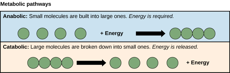 Показані анаболічні та катаболічні шляхи. На анаболічному шляху чотири маленькі молекули мають енергію, додану до них, щоб зробити одну велику молекулу. У катаболічному шляху одна велика молекула розщеплюється на дві складові: чотири маленькі молекули плюс енергія.
