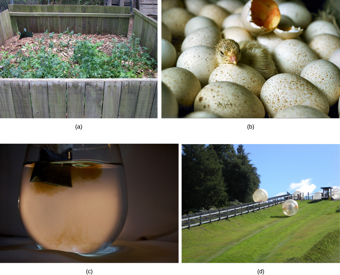 Four photos, from left to right, show a compost pile, a baby chick emerging from a fertilized egg, a teabag’s dark-colored contents diffusing into a clear mug of water, and a ball rolling downhill.