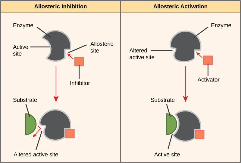La parte izquierda de este diagrama muestra la inhibición alostérica. El inhibidor alostérico se une a la enzima en un sitio distinto del sitio activo. La forma del sitio activo se altera para que la enzima ya no pueda unirse al sustrato. La parte derecha de este diagrama muestra la activación alostérica. El activador alostérico se une a la enzima en un sitio distinto del sitio activo. Se cambia la forma del sitio activo, permitiendo que el sustrato se una.