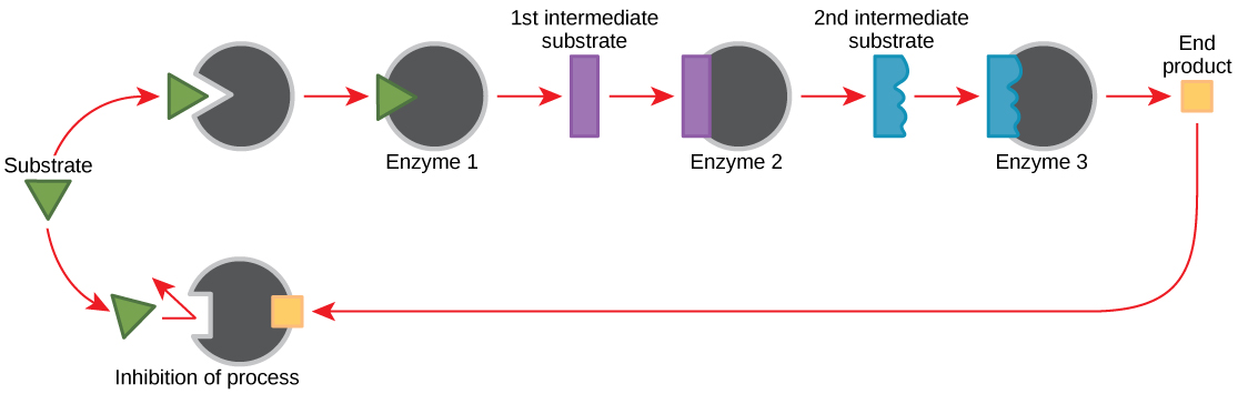 Ця діаграма показує метаболічний шлях, в якому три ферменти перетворюють субстрат у три етапи в кінцевий продукт. Кінцевий продукт пригнічує перший фермент на шляху шляхом гальмування зворотного зв'язку.