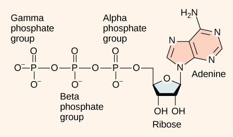 Esta ilustración muestra la estructura molecular del ATP. Esta molécula es un nucleótido adenina con ribosa y una cadena de tres grupos fosfato unidos a ella. Los grupos fosfato se denominan alfa, beta y gamma en orden de aumentar la distancia del azúcar ribosa al que están unidos.