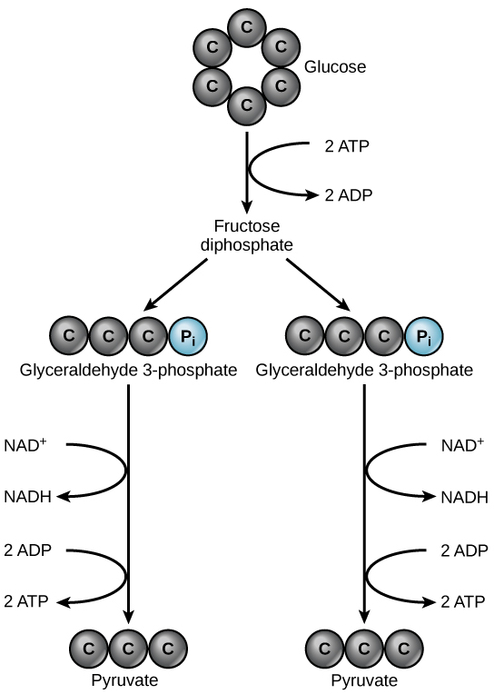 Графіка показує глюкозу вгорі стрілкою, спрямованою вниз на дифосфат фруктози, який потім розпадається на дві молекули гліцеральдегіду 3-фосфату. Кожна з них утворює одну НАДГ і дві молекули АТФ в процесі кожної, перетворюючись на молекулу пірувату.