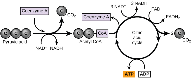 Графіка показує, що піруват стає двуглецетильной групою шляхом видалення однієї молекули вуглекислого газу. Дво-вуглецева ацетильна група підхоплюється коензимом А, щоб стати ацетил CoA. Потім ацетил CoA надходить у цикл лимонної кислоти. Протягом цього циклу виробляються три NADH, один FADH2, один АТФ та дві молекули вуглекислого газу.