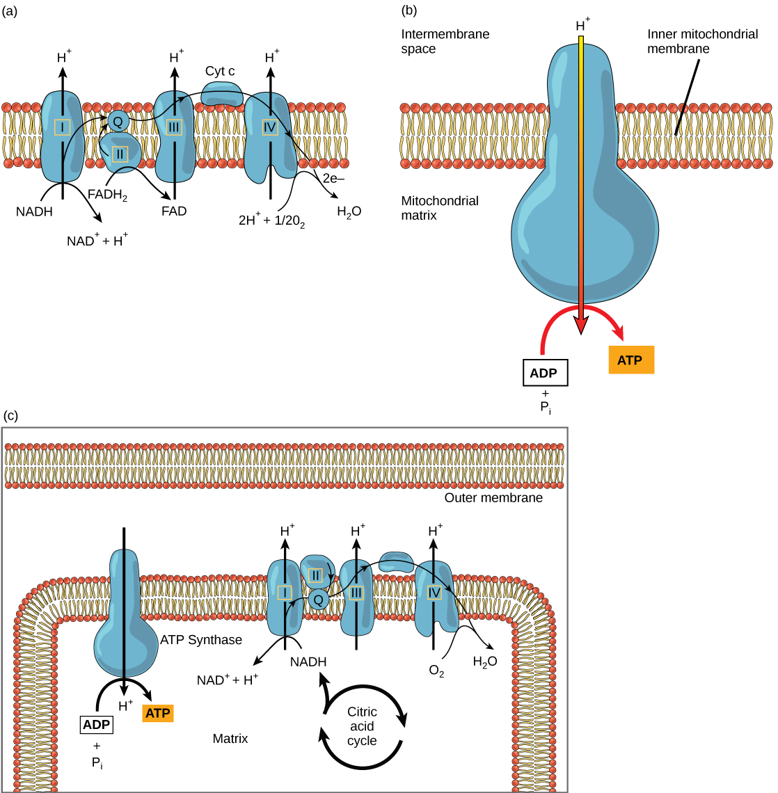 Part a: This illustration shows the electron transport chain embedded in the inner mitochondrial membrane. The electron transport chain consists of four electron complexes. Complex I oxidizes NADH to NAD+ and simultaneously pumps a proton across the membrane into the intermembrane space. The two electrons released from NADH are shuttled to coenzyme Q, then to complex III, to cytochrome c, to complex IV, then to molecular oxygen. In the process, two more protons are pumped across the membrane into the intermembrane space, and molecular oxygen is reduced to form water. Complex II removes two electrons from FADH2, thereby forming FAD. The electrons are shuttled to coenzyme Q, then to complex III, cytochrome c, complex I, and molecular oxygen as in the case of NADH oxidation. Part b: This illustration shows an ATP synthase enzyme embedded in the inner mitochondrial membrane. ATP synthase allows protons to move from an area of high concentration in the intermembrane space to an area of low concentration in the mitochondrial matrix. The energy derived from this exergonic process is used to synthesize ATP from ADP and inorganic phosphate. Part c: This illustration shows the electron transport chain and ATP synthase enzyme embedded in the inner mitochondrial membrane, and the citric acid cycle in the mitochondrial matrix. The citric acid cycle feeds NADH and FADH2 into the electron transport chain. The electron transport chain oxidizes these substrates and, in the process, pumps protons into the intermembrane space. ATP synthase allows protons to leak back into the matrix and synthesizes ATP. 