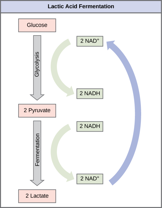 Un gráfico muestra la glucosa sometida a glucólisis para convertirse en dos moléculas de piruvato, las cuales luego se someten a fermentación para convertirse en dos moléculas de lactato. Durante la glucólisis, dos NAD+ se convierten en dos moléculas de NADH de alta energía, pero durante la fermentación, estas dos moléculas de NADH se reoxidan para convertirse en dos NAD+ nuevamente. El NAD+ se puede usar entonces en la glucólisis.