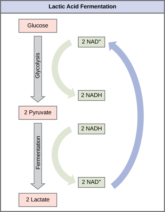 Flowchart of the lactic acid cycle.