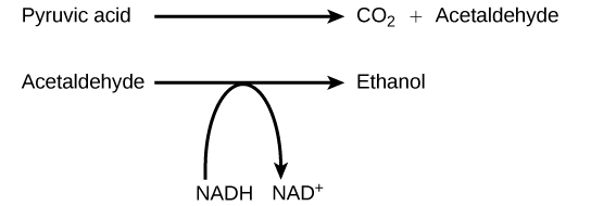 Gráfico que muestra la reacción de fermentación alcohólica en una ecuación.