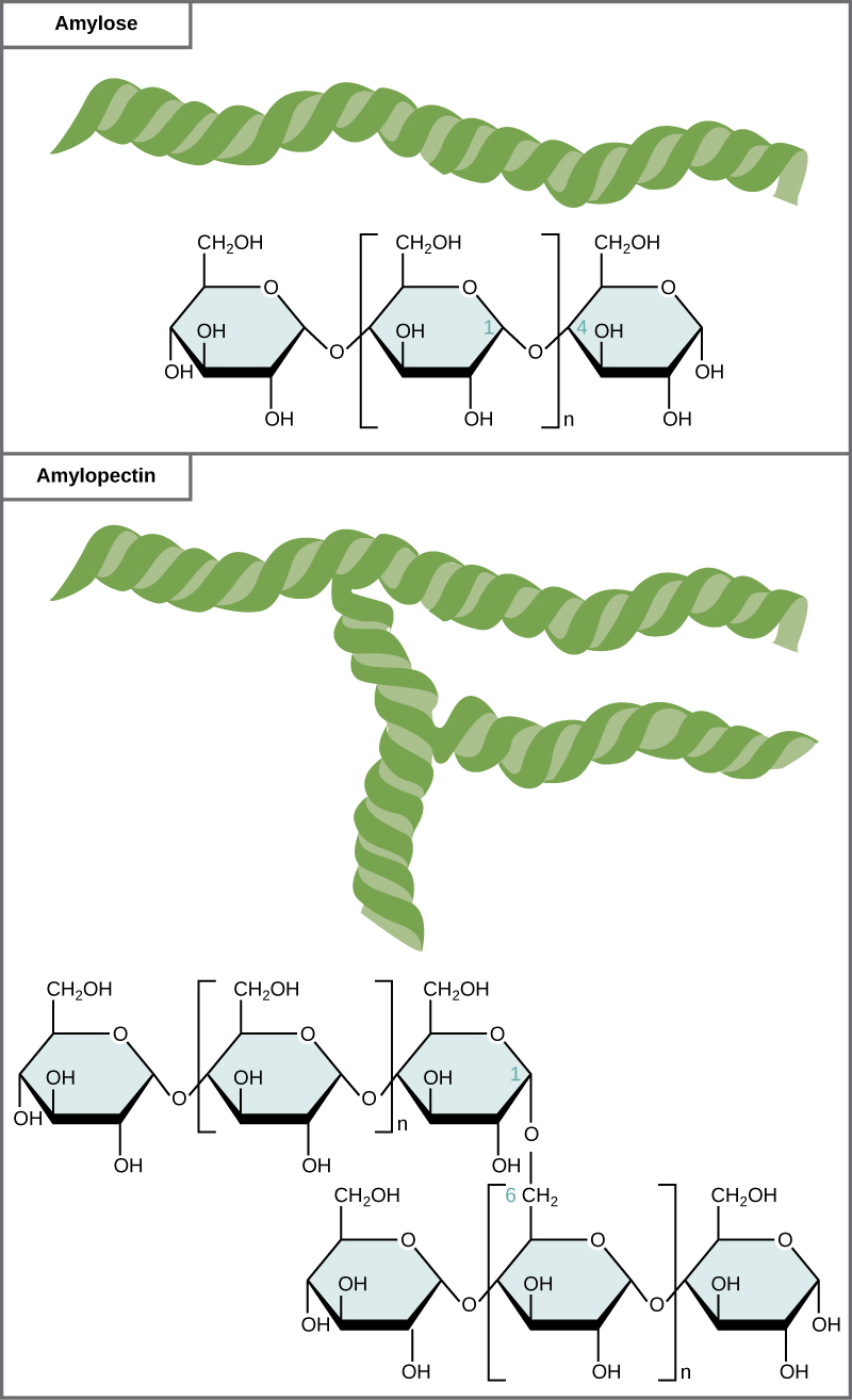 Les structures chimiques de l'amylose et de l'amylopectine sont présentées. L'amylose est constituée de chaînes non ramifiées de sous-unités de glucose et l'amylopectine est constituée de chaînes ramifiées de sous-unités de glucose.