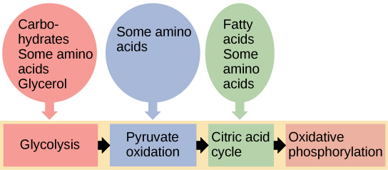 This illustration shows that glycogen, fats, and proteins can be catabolized via aerobic respiration. Glycogen is broken down into glucose, which feeds into glycolysis. Fats are broken down into glycerol, which is processed by glycolysis, and fatty acids, which are converted into acetyl CoA. Proteins are broken down into amino acids, which are processed at various stages of aerobic respiration, including glycolysis, acetyl CoA formation, and the citric acid cycle.