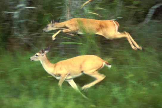 Esta foto muestra ciervos corriendo a través de pasto alto al borde de un bosque.