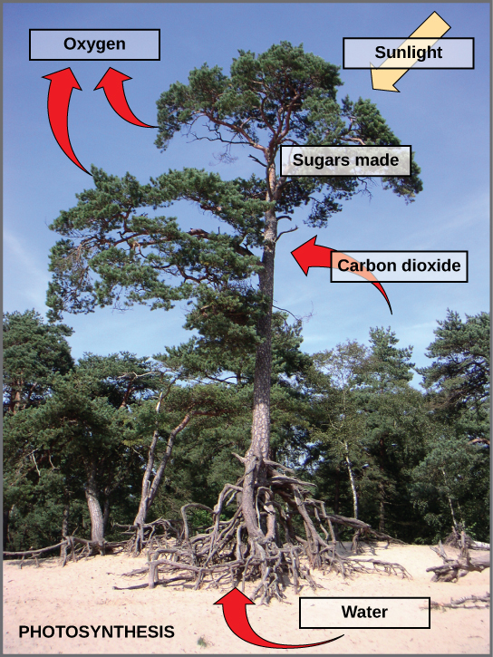 Esta foto muestra un árbol. Las flechas indican que el árbol utiliza dióxido de carbono, agua y luz solar para producir azúcares y liberar oxígeno.