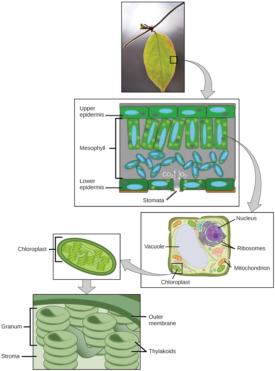 The upper part of this illustration shows a leaf cross-section. In the cross-section, the mesophyll is sandwiched between an upper epidermis and a lower epidermis. The mesophyll has an upper part with rectangular cells aligned in a row, and a lower part with oval-shaped cells. An opening called a stomata exists in the lower epidermis. The middle part of this illustration shows a plant cell with a prominent central vacuole, a nucleus, ribosomes, mitochondria, and chloroplasts. The lower part of this illustration shows the chloroplast, which has pancake-like stacks of membranes inside.