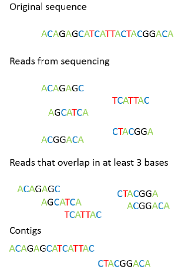 DNA sequencing illustration showing original sequence, sequence reads, overlapping reads, and contigs.