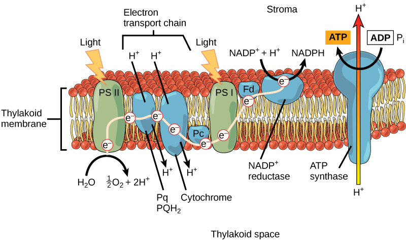Esta ilustración muestra los componentes involucrados en las reacciones lumínicas. El fotosistema II utiliza la luz para excitar un electrón, que pasa a la cadena de transporte de electrones del cloroplasto. El electrón se pasa luego al fotosistema I y a la NADP+ reductasa, lo que hace NADPH. Este proceso forma un gradiente electroquímico que es utilizado por la enzima ATP sintasa para producir ATP.