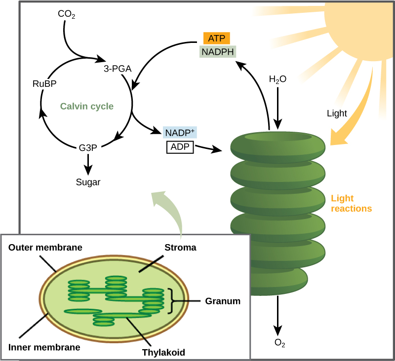 Esta ilustración muestra que el ATP y el NADPH producidos en las reacciones de luz se utilizan en el ciclo Calvino para elaborar azúcar.